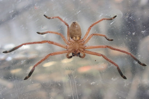 Huntsman Spider (delena cancerides) (Delena cancerides)